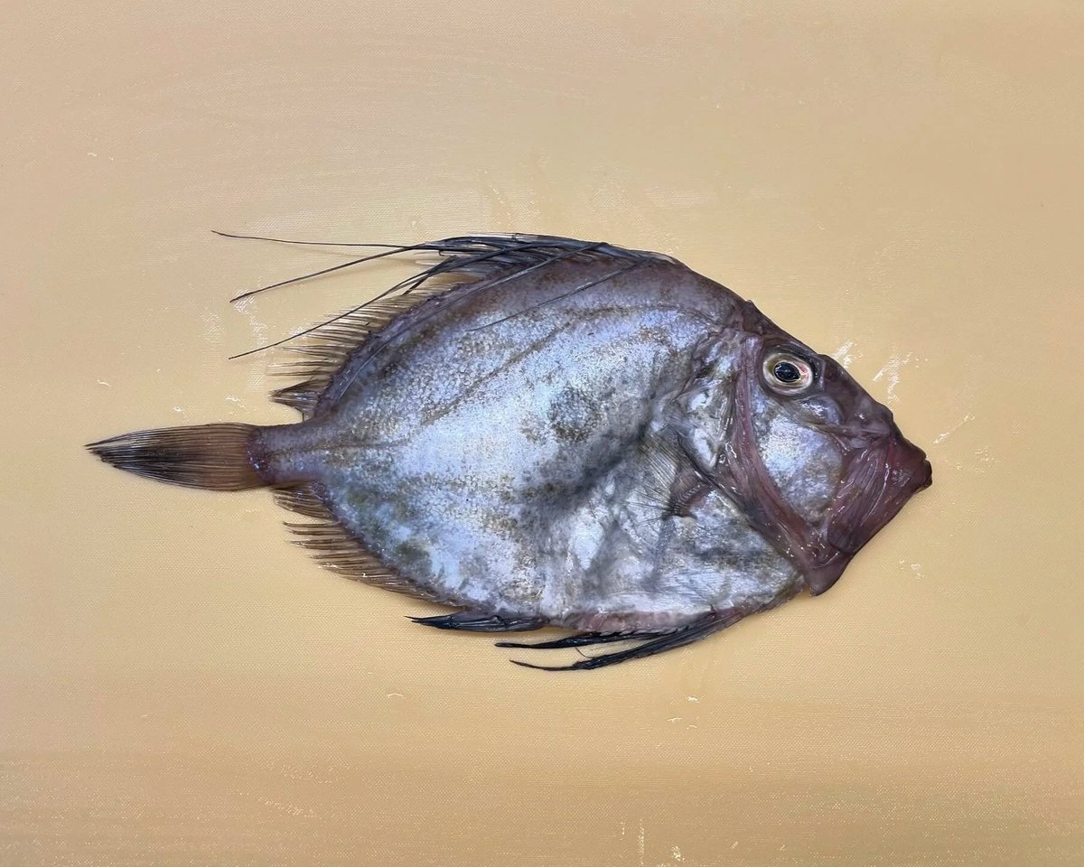 Buying & Selecting Dory Fish for Your Next Delicious Meal