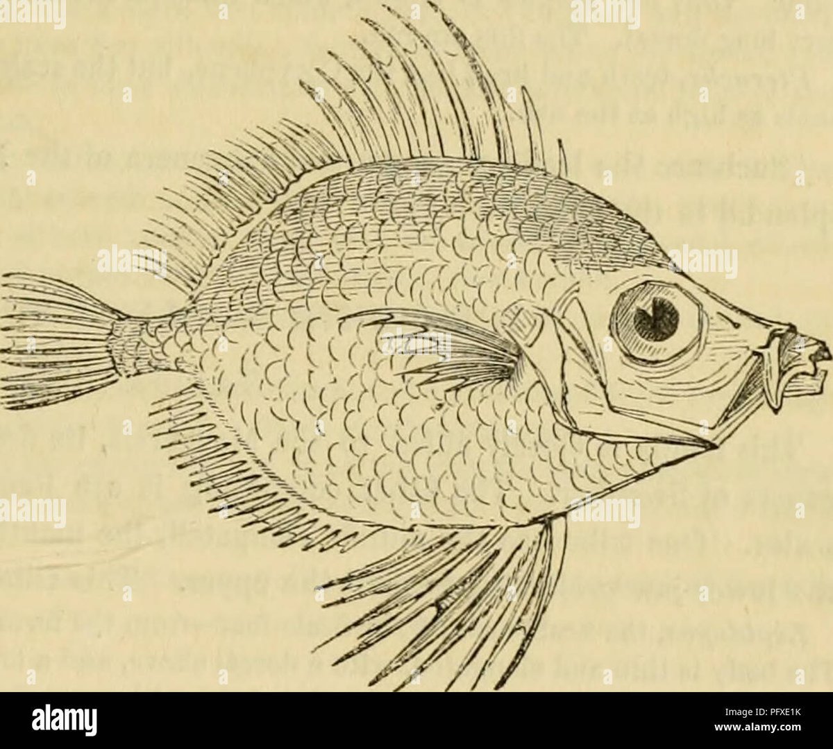 Dory Fish Species Exhibit Unique Traits in Deep-Sea Habitats