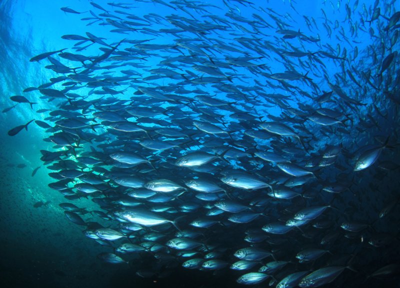 How Dory Fish Sustainability & Sourcing Shapes Ocean Health